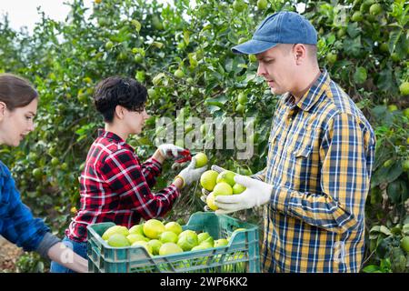 Qualifizierte männliche und weibliche Ernte von Zitronen im Obstgarten oder auf dem Bauernhof im Herbst Stockfoto