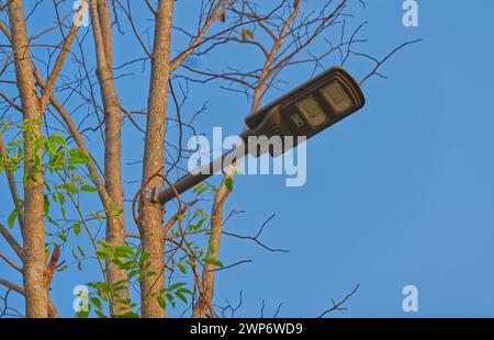 Grüne Kraft der Solarzellenlampe auf dem Baum in einem Park, niedriger Winkel, blauer Himmel, Tageslichtbild mit Raum. Stockfoto