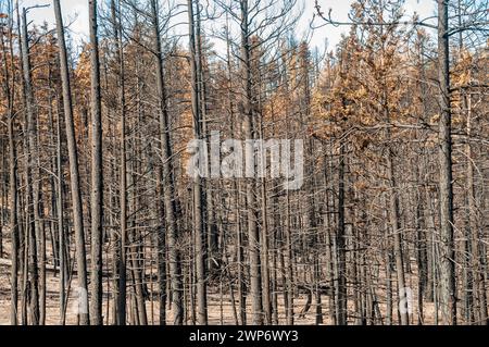 Waldbrandschäden im Bryce Canyon National Park im Süden von Utah, USA Stockfoto