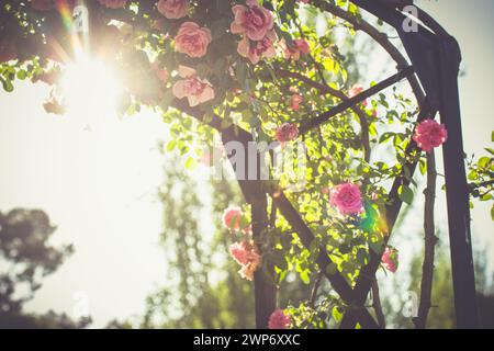 Teil einer Rosenpergola mit leuchtend rosa Rosenknospen in voller Blüte. Blühender Rosenstrauch im Sommergarten. Rosarium Rosenknospen, Blumen im Sonnenlicht leuchten. Stockfoto