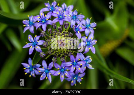 Portugiesische Squill schöne peruanische Lilie (scilla peruviana) Blume im Frühlingsgarten Lila bauchige Pflanze in der Blüte auf grünem natürlichem Hintergrund. Stockfoto