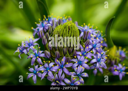 Portugiesische Squill schöne peruanische Lilie (scilla peruviana) Blume im Frühlingsgarten Lila bauchige Pflanze in der Blüte auf grünem natürlichem Hintergrund. Stockfoto