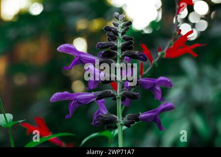 Brasilianische Anisesage. Salvia guaranitica auf grünem Hintergrund. Winzige violette und rote Blumen im schattigen Garten. Kleine Blütenknospen. Staudenpflanzen blühen. Stockfoto