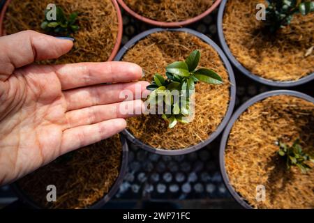 Töpfe mit Pflanzen, kleiner Baum, der in Einem Gewächshaus gewachsen ist. Eine Hand berührende Blume im Topf. Kokos-Kokos-Torf-Kompost Organisches Boden-Hydroponisches Substrat Stockfoto