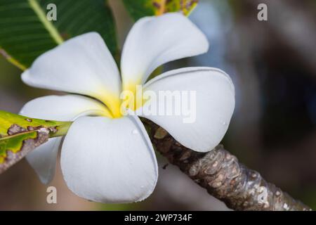 Weißes Makrofoto mit tropischen Blüten und selektivem Fokus. Plumeria ist eine Gattung von blühenden Pflanzen aus der Familie der Dogbane, Apocynaceae Stockfoto