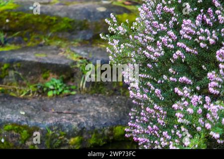 Alte Steintreppen mit grünem Moos bewachsen, die Treppen in einem Wald, Garten. Blühendes rosafarbenes Heidekraut im Frühling. Blühende Blüten auf der Frühlingsnatur. Stockfoto