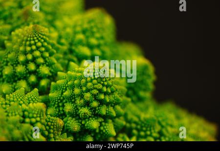 Blütenstände grüner frischer Romanesco-Brokkoli isoliert auf dunklem Hintergrund. Gartengemüse. Gesundes vegetarisches Essen. Blumenkopf Details. Stockfoto