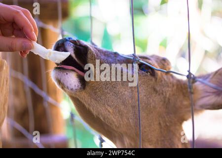 Reh (Capreolus) in einem Käfig, einem Eisennetz. Der Mensch ernährt hornlose Hirsche aus der Hand in einem Zoo. Capreolus Maul Nahaufnahme mit offenem Mund. Fütterung des Tieres Stockfoto