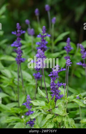 Salvia farinacea Victoria Blue, zärnlicher Salbei Victoria, kleine dunkelviolett-blaue Blüten in dichten Spitzen Stockfoto