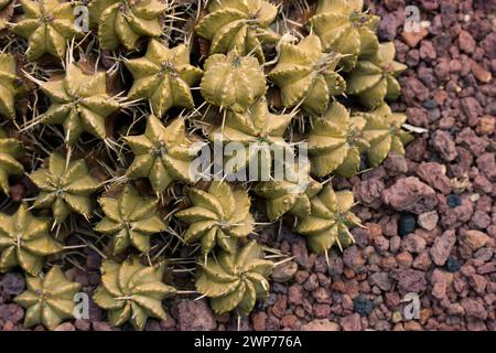 Euphorbia meloformis oder Falsa-grüne braune Pflanzen wachsen auf felsigem Boden Wüstenpflanzen, saftig in einer wilden Natur. Natürliche braune Steine für Pflanzen Stockfoto