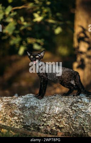 Niedliche lustige neugierige verspielte graue schwarze Devon Rex Katze, die auf umgefallenem Baumstamm im Wald, im Garten sitzt und miaut. Gehorsame Devon Rex Katze Mit Cremepelz Stockfoto