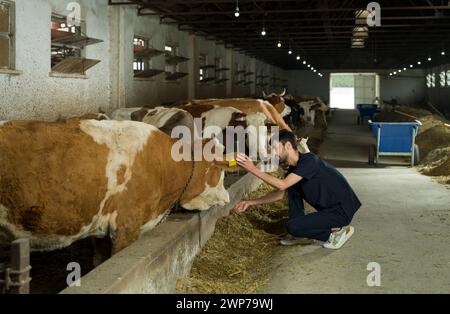 Junger Tierarzt, der Kühe untersucht. Der Aufseher kümmert sich um die Rinder in der Scheune. Landwirtschaft Viehwirtschaft und Landwirtschaft. Stockfoto