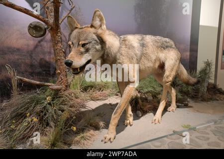 Ausgestopfter Wolf (Canis Lupus), Naturkundemuseum, Breite Straße, Potsdam, Brandenburg, Deutschland Stockfoto