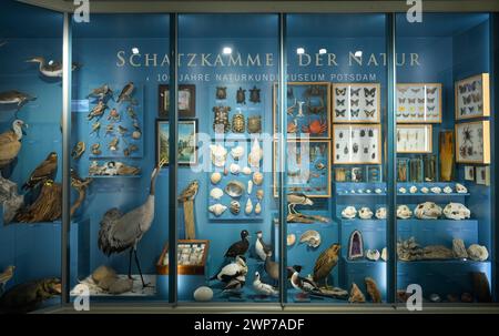 Exponate, Schatzkammer der Natur, ausgestopfte Tiere, Naturkundemuseum, Breite Straße, Potsdam, Brandenburg, Deutschland Stockfoto