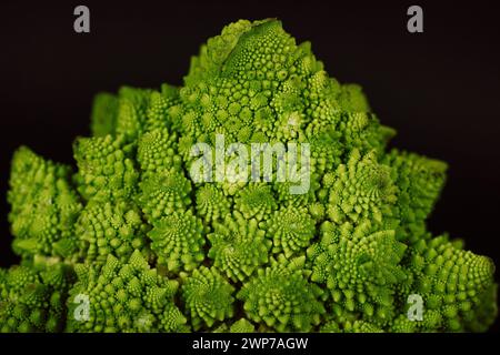 Blütenstände grüner frischer Romanesco-Brokkoli isoliert auf dunklem Hintergrund. Gartengemüse. Gesundes vegetarisches Essen. Blumenkopf Details. Stockfoto