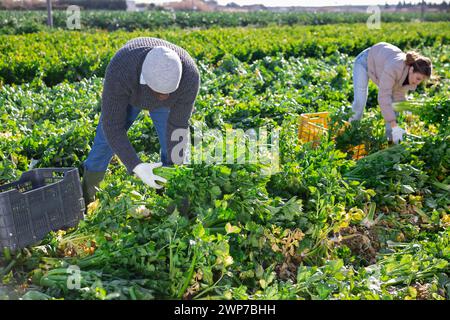 afroamerikanischer Mann mit einem Team von Landarbeitern, die auf dem Feld die Ernte von reifem Sellerie in Kisten arrangieren Stockfoto