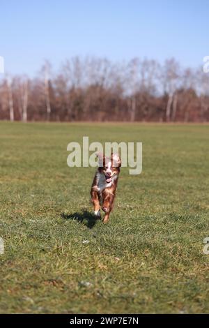 Ein australischer Schäferhund läuft auf einem Feld. Der Hund trägt ein rosafarbenes Halsband. Das Feld ist grün und hat ein paar Bäume im Stockfoto