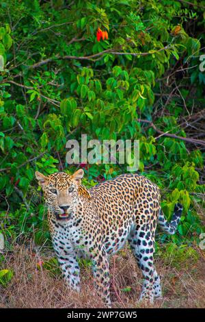 Sri-lankischer Leopard, Kotiya, Chiruththai, Pantera pardus kotiya, Wilpattu National Park, Sri Lanka, Asien Stockfoto