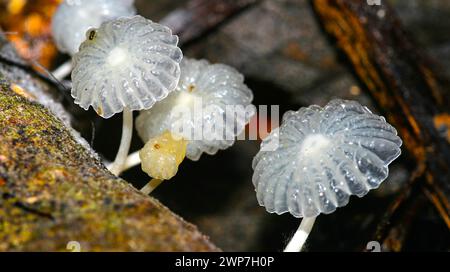 Tropischer Pilz, Tropischer Regenwald, Napo River Basin, Amazonien, Ecuador, Amerika Stockfoto