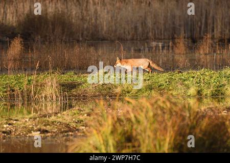 Rotfuchs auf dem Streifzug um den Rand einiger seichter Teiche in einem Sumpfgebiet. Essex, England, Großbritannien. Stockfoto