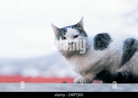 Eine besinnliche weiße und graue Katze mit auffälligen grünen Augen loungt vor einem verschwommenen Hintergrund und strahlt ein Gefühl von Ruhe und Neugier aus. Stockfoto