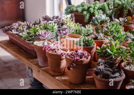 Verschiedene saftige Pflanzen in Terrakotta-Töpfen sonnen sich bei natürlichem Licht auf einem Holztisch und zeigen eine Gartenszene im Innenbereich. Stockfoto