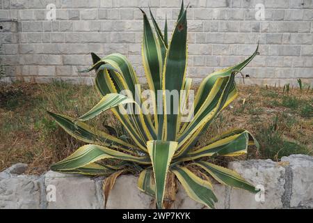 Agave ist eine Gattung von Monokotten, die in den heißen und trockenen Regionen Amerikas und der Karibik beheimatet sind. Sukkulente und xerophytische Arten mit grossen Stockfoto