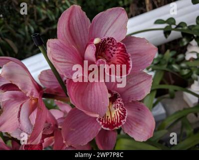 Ein paar rosa Blumen in einer hohen Vase vor weißem Hintergrund Stockfoto