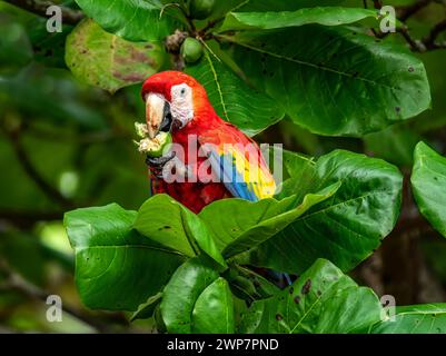 Eine Nahaufnahme eines Scharlachroten Aras auf einem Blatt in Costa Rica Stockfoto
