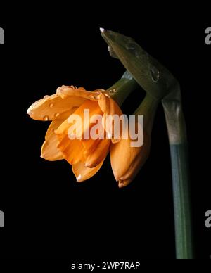 Eine Nahaufnahme einer Narzissen-Blüte auf schwarzem Hintergrund Stockfoto