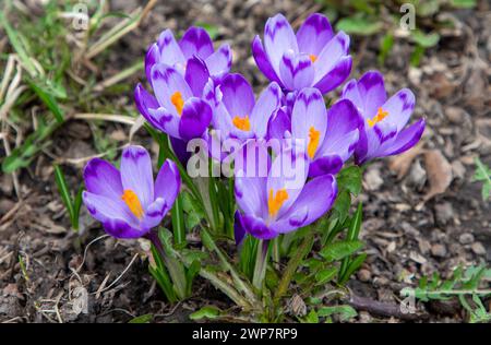 Ein Haufen blühender Krokusse auf dem Boden in der Natur Stockfoto