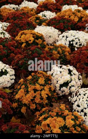 Farbenfrohe Herbstblumen in Paris. Weiße, rote und orangene Blüten Stockfoto