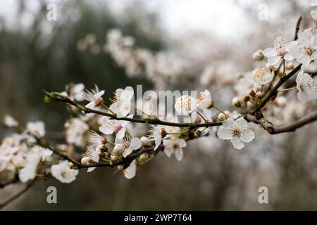 Die ersten Blüten des Frühlings. Weiße Blüten des Frühlings Stockfoto