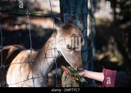 Detail einer Hand eines jungen Mädchens, das einem armen jungen Rehkitz frisches Gras zu essen gibt, das im Parc Animalier des Angles in Capcir gefangen wurde. Stockfoto