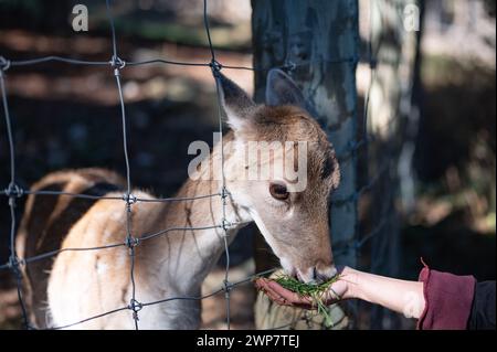 Detail einer Hand eines jungen Mädchens, das einem armen jungen Rehkitz frisches Gras zu essen gibt, das im Parc Animalier des Angles in Capcir gefangen wurde. Stockfoto