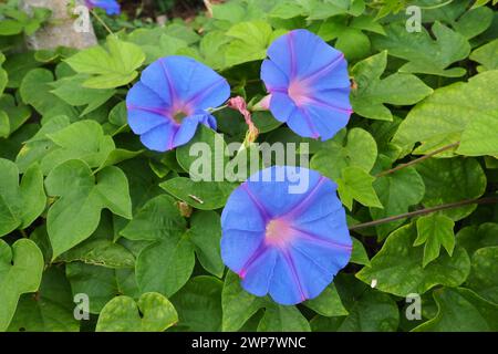 Ipomoea purpurea, auch bekannt als Morning-Glory, oder Purple Morning-Glory, ist eine Art der Gattung Ipomoea, die in Mexiko und Zentral beheimatet ist Stockfoto