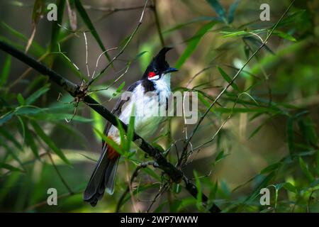 Ein Bulbul mit rotem Schnurrbart auf einem Ast in Thattekad, Kerala, Indien Stockfoto