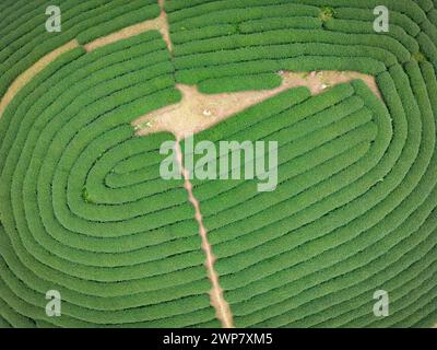 Ein Luftbild einer Teeplantage in der MOC Chau-Region Vietnams. Stockfoto