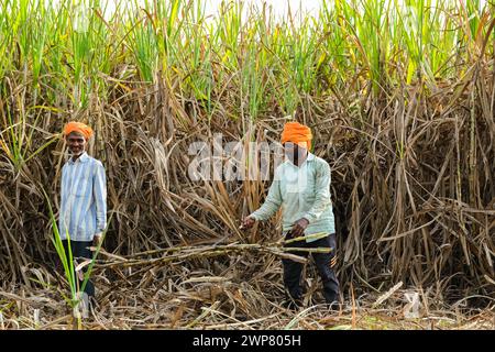 Zuckerrohrbauern auf Zuckerrohrfeldern, Arbeiter, die Zuckerrohrplantagen in der Erntezeit ernten, Zuckerrohrschneider auf Zuckerrohrfeldern. Stockfoto