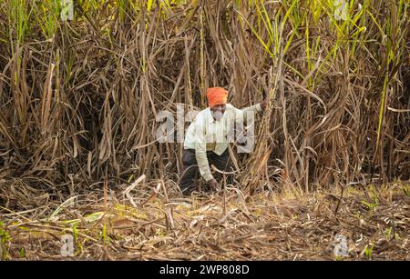 Zuckerrohrbauer auf Zuckerrohrfeldern, Arbeiter, die Zuckerrohrplantagen in der Erntezeit ernten, Zuckerrohrschneider auf Zuckerrohrfeldern. Stockfoto