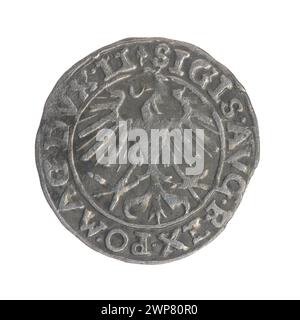 Ein 1557er litauischer Pfennig, der während der Regierungszeit von König Zygmunt II. August geprägt wurde, mit königlichen Standardmotiven und Umlaufeigenschaften der Münzprägung aus dem 16. Jahrhundert. Stockfoto
