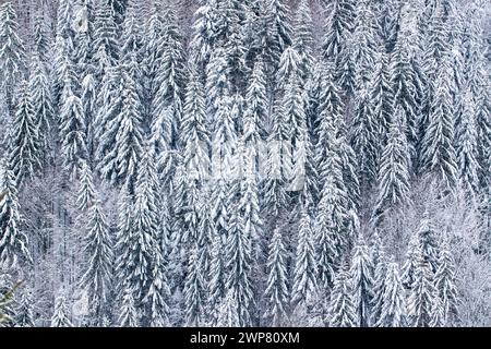 Die Tannen, die mit Schnee bedeckt sind. Schneebedeckte Fichten Stockfoto