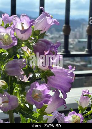 Lila Blumen auf einer Fensterbank Stockfoto