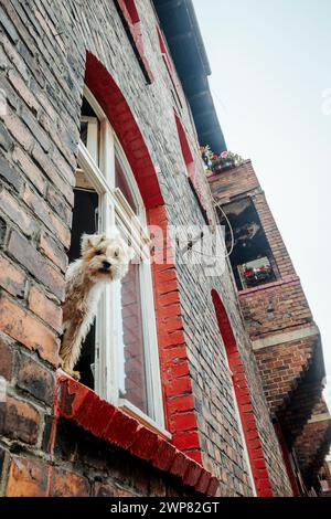 Niedlicher haariger Hund, der aus dem Fenster ragt, in einem Ziegelhaus in Nikiszowiec, Kattowitz, Südpolen Stockfoto