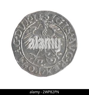 Litauischer Penny; Zygmunt II. August (polnischer König; 1544-1572); 1557 (1545-00-00-1545-00); Stockfoto