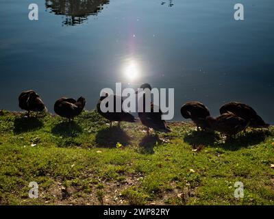 Gleich an der Donnington Bridge an der Themse sehen wir eine Reihe von Enten, die sich für einen guten Quack aufwärmen. Es ist früh am Morgen und ich bin auf meinem täglichen Spaziergang - diesmal Stockfoto