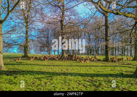 Wentworth Woodhouse beherbergt eine kleine Herde wunderschöner Damhirsche sowie eine viel größere Herde von Rotwild, die durch die breitere Parkanlage Streifen. Stockfoto