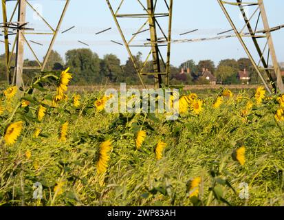 Sonnenblumen werden jeden Spätsommer in Oxfordshire spektakulär gezeigt. Hier sehen wir ein glühendes Feld voll davon im Lower Radley Village, mit Stockfoto