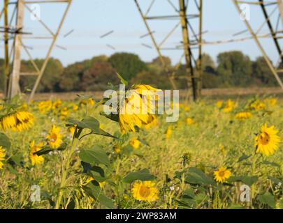 Sonnenblumen werden jeden Spätsommer in Oxfordshire spektakulär gezeigt. Hier sehen wir ein glühendes Feld voll davon im Lower Radley Village, mit Stockfoto