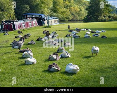 Abingdon behauptet, die älteste Stadt Englands zu sein. Wenn Sie an einem schönen Sommermorgen an der mittelalterlichen Brücke flussaufwärts vorbei spazieren gehen, ist dies die Szene, an der Sie vorbeigehen Stockfoto